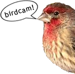 birdcam!